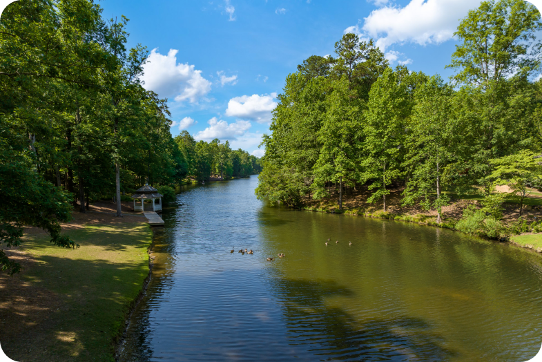 Forrest with river